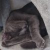 Images de profil de Clara - Blooming Pets - Petsitting et garde d'animaux à domicile