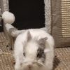 Images de profil de Clara - Blooming Pets - Petsitting et garde d'animaux à domicile