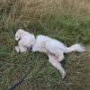 Images de profil de Clara - Blooming Pets - Petsitting et garde d'animaux à domicile