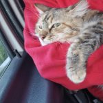 Galaxie Mon Chat  Européen Femelle - Garde d'animaux à domicile