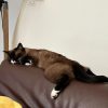 Images de profil de Clara - Blooming Pets - Petsitting et garde d'animaux à domicile