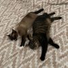 Images de profil de Clara - Blooming Pets - Petsitting et garde d'animaux à domicile