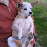 Iris Mon Chien  Pinscher Nain Femelle stérilisée - Garde d'animaux à domicile