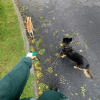 Images de profil de Clarysse - Blooming Pets - Petsitting et garde d'animaux à domicile