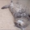 Images de profil de Claudia - Blooming Pets - Petsitting et garde d'animaux à domicile