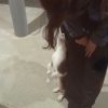 Images de profil de Claudia - Blooming Pets - Petsitting et garde d'animaux à domicile