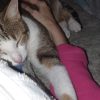 Images de profil de Claudia - Blooming Pets - Petsitting et garde d'animaux à domicile
