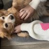 Images de profil de Clea - Blooming Pets - Petsitting et garde d'animaux à domicile