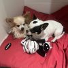 Images de profil de Clea - Blooming Pets - Petsitting et garde d'animaux à domicile