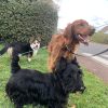Images de profil de Clea - Blooming Pets - Petsitting et garde d'animaux à domicile