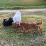 Image de profil de Diana - Blooming Pets - Petsitting et garde d'animaux à domicile