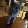 Images de profil de Clea - Blooming Pets - Petsitting et garde d'animaux à domicile