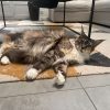 Images de profil de Clea - Blooming Pets - Petsitting et garde d'animaux à domicile