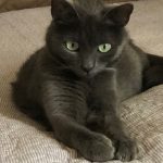 Choupette Mon Chat  Européen Femelle - Garde d'animaux à domicile