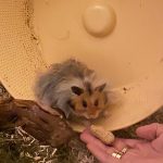 Pookie Mon Hamster  Syrien (Doré) Femelle - Garde d'animaux à domicile