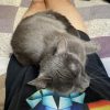 Images de profil de Clemence - Blooming Pets - Petsitting et garde d'animaux à domicile