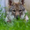 Images de profil de Clemence - Blooming Pets - Petsitting et garde d'animaux à domicile