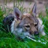 Images de profil de Clemence - Blooming Pets - Petsitting et garde d'animaux à domicile