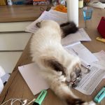 Molky Mon Chat  Sacré de Birmanie Mâle stérilisé - Garde d'animaux à domicile