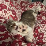 Oups Mon Chat  Européen Femelle stérilisée - Garde d'animaux à domicile