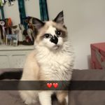 Ugette Mon Chat  Européen Femelle stérilisée - Garde d'animaux à domicile