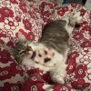 Images de profil de Clémentine - Blooming Pets - Petsitting et garde d'animaux à domicile