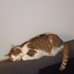 Floki Floki Mon Chat Européen Mâle stérilisé - Garde d'animaux à domicile