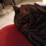 Molly Molly Mon Chat Européen Femelle stérilisée - Garde d'animaux à domicile