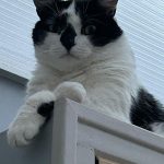 Enjoy Mon Chat  Européen Femelle - Garde d'animaux à domicile