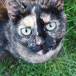 Birdy Mon Chat  Européen Femelle - Garde d'animaux à domicile