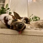 Taxi Mon Chien  Galgo Español Mâle stérilisé - Garde d'animaux à domicile