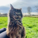Mouret Mon Chat  Maine Coon Mâle stérilisé - Garde d'animaux à domicile