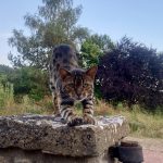 Solal Mon Chat  Bengal Mâle stérilisé - Garde d'animaux à domicile