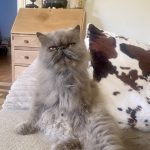 Albine Mon Chat  Persan Femelle stérilisée - Garde d'animaux à domicile