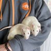 Images de profil de Clémentine - Blooming Pets - Petsitting et garde d'animaux à domicile