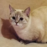 Bella Bella Mon Chat British Shorthair Femelle stérilisée - Garde d'animaux à domicile