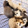 Images de profil de Claudia - Blooming Pets - Petsitting et garde d'animaux à domicile