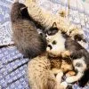 Images de profil de Claudia - Blooming Pets - Petsitting et garde d'animaux Ă domicile