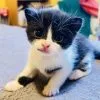 Images de profil de Claudia - Blooming Pets - Petsitting et garde d'animaux Ă domicile