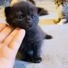 Images de profil de Claudia - Blooming Pets - Petsitting et garde d'animaux Ă domicile