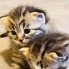 Images de profil de Claudia - Blooming Pets - Petsitting et garde d'animaux Ă domicile