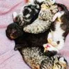 Images de profil de Claudia - Blooming Pets - Petsitting et garde d'animaux Ă domicile