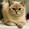 Images de profil de Claudia - Blooming Pets - Petsitting et garde d'animaux Ă domicile