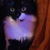 Images de profil de Claudia - Blooming Pets - Petsitting et garde d'animaux Ă domicile