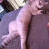 Images de profil de Claudia - Blooming Pets - Petsitting et garde d'animaux Ă domicile