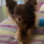 Laydie Mon Chien  Chihuahua Femelle stérilisée - Garde d'animaux à domicile