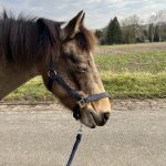 Ubelyx Mon Poney  Poney Français de Selle Mâle stérilisé - Garde d'animaux à domicile