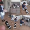 Images de profil de Aurore - Blooming Pets - Petsitting et garde d'animaux à domicile