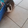 Images de profil de Coralie - Blooming Pets - Petsitting et garde d'animaux à domicile