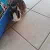 Images de profil de Coralie - Blooming Pets - Petsitting et garde d'animaux Ă domicile